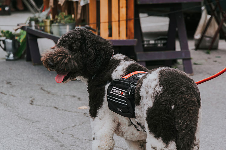 service dog on the street with a harness